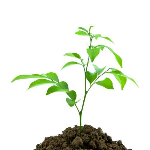 nature-sprout-dirt-young-seedling